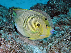 Poisson ange ÃÂ  trois taches - Threespot angelfish photo